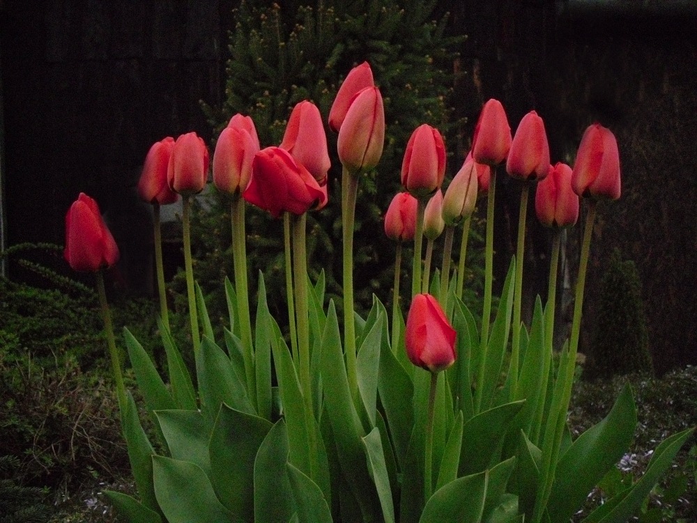 Szkółka Krzewów Iglastych "Lis"