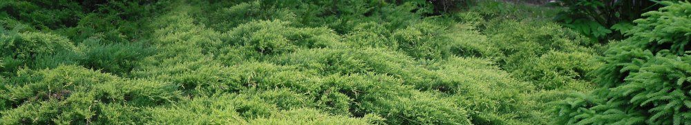 Szkółka Krzewów Iglastych "Lis"